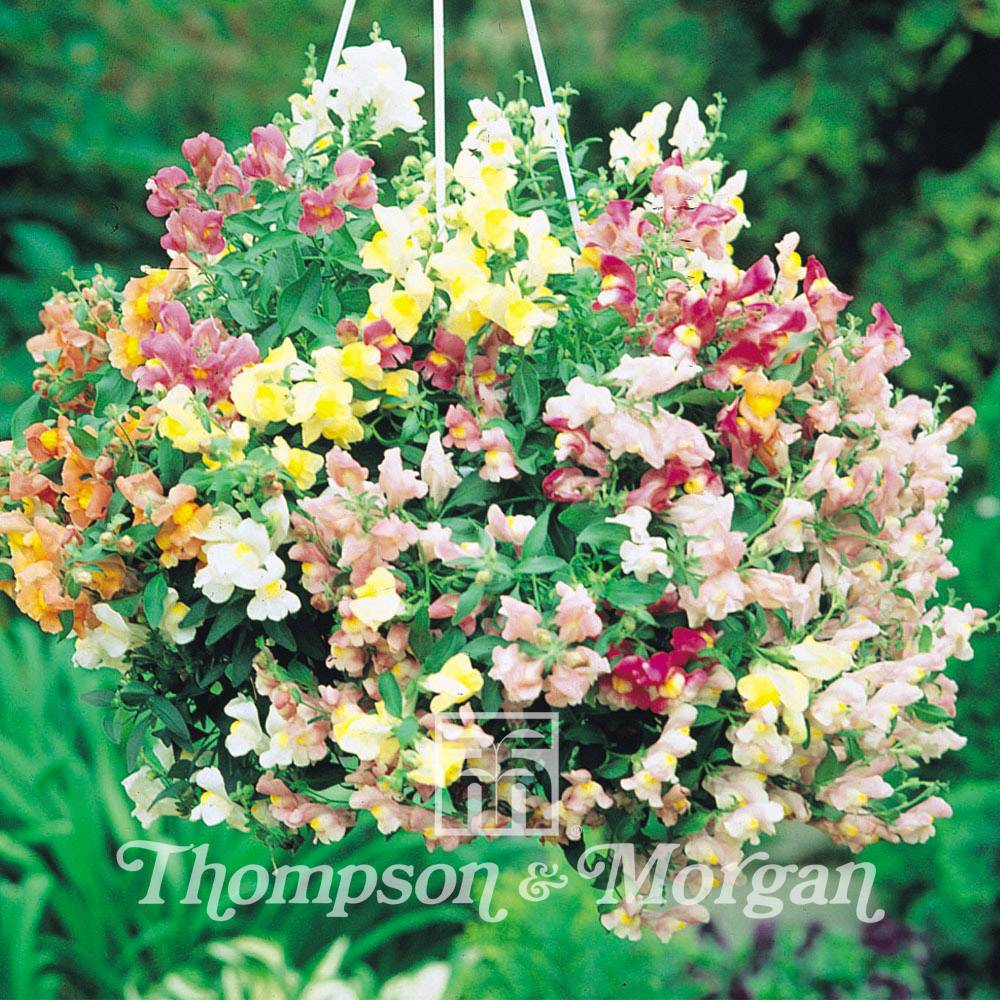 Graines de Muflier nain Chinese Lanterns F1- Antirrhinum majus le sachet de 20 graines environ