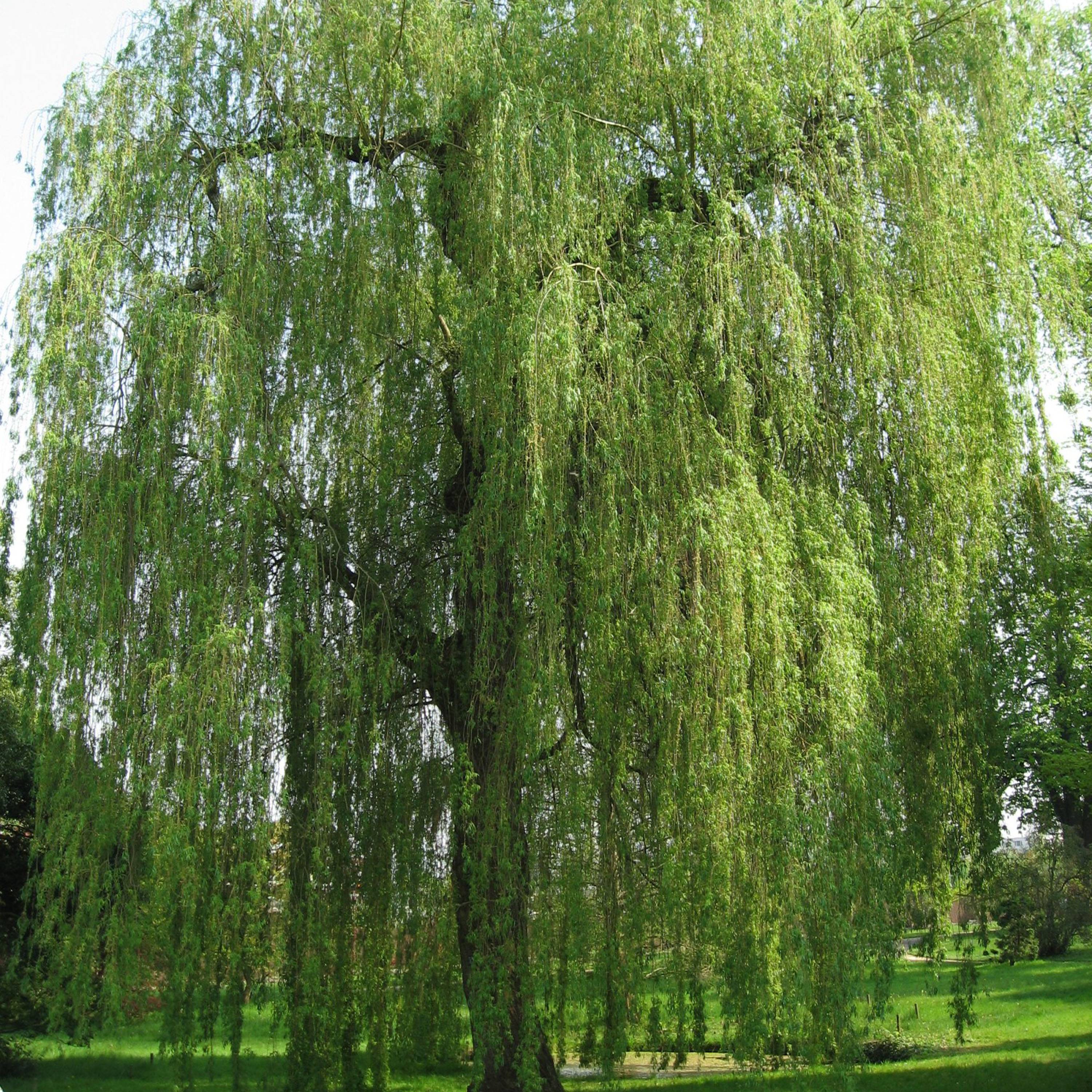 Promesse de Fleurs - Saule pleureur - Salix alba Tristis Pot de 12L/15L, Baliveau