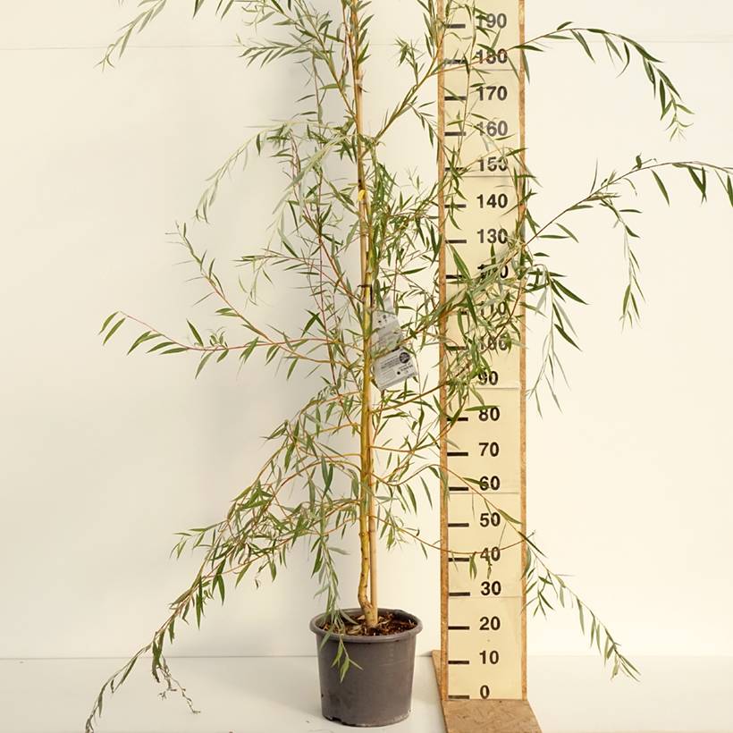 Promesse de Fleurs - Saule pleureur - Salix alba Tristis Pot de 12L/15L, Baliveau - Image 2