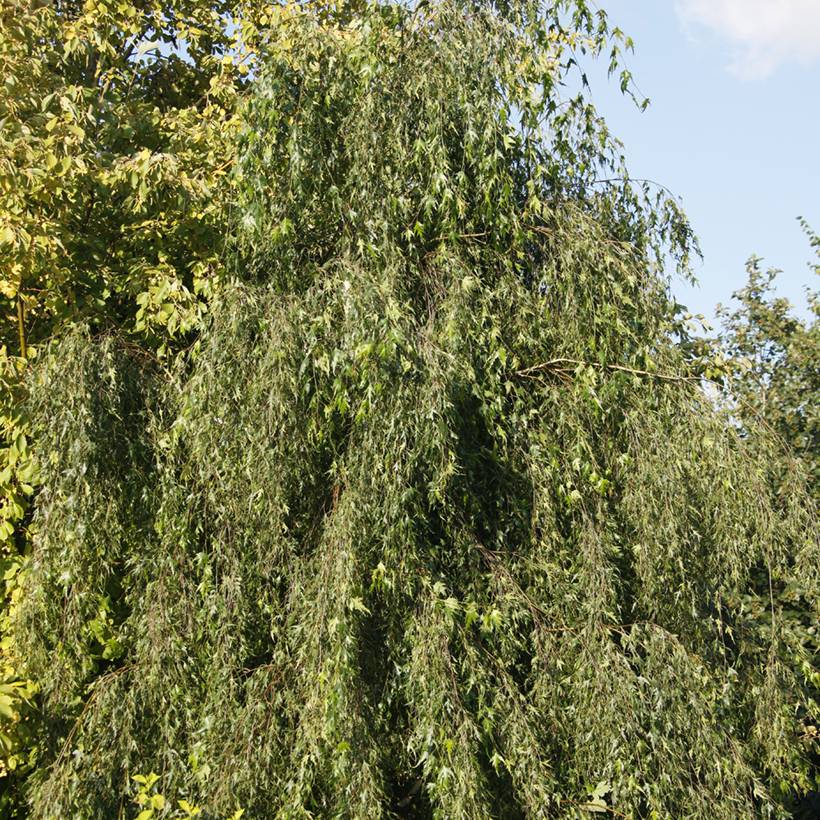 Bouleau pleureur - Betula pendula Gracilis Pot de 4L/5L, Tige
