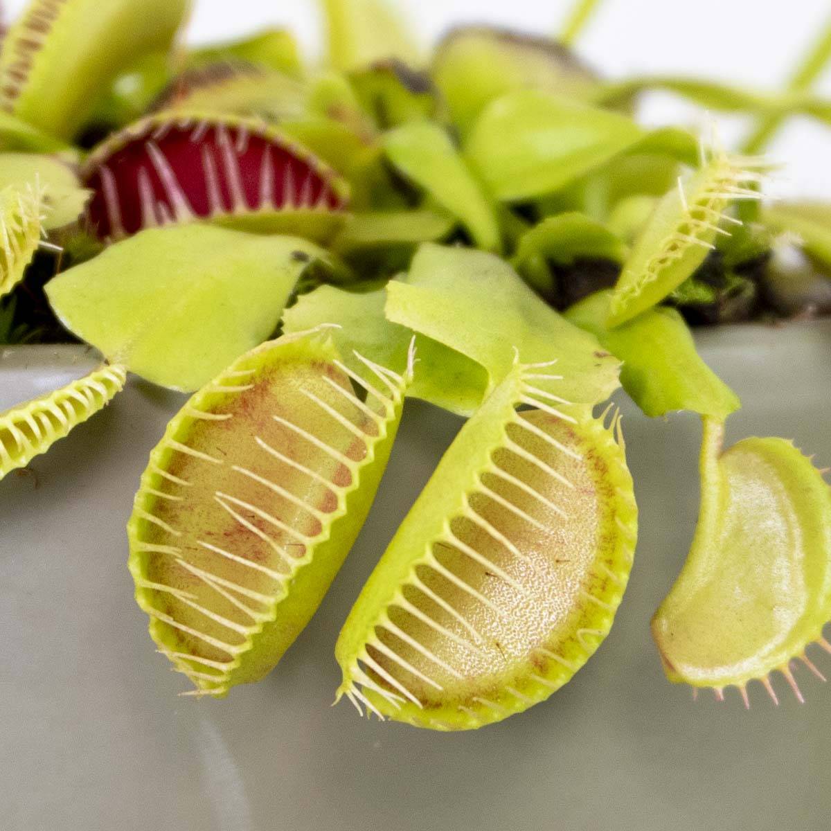 Dionaea Muscipula - Dionée Attrape-Mouche - Plante Carnivore - H. 10-15 cm - P. 12 cm - Image 4