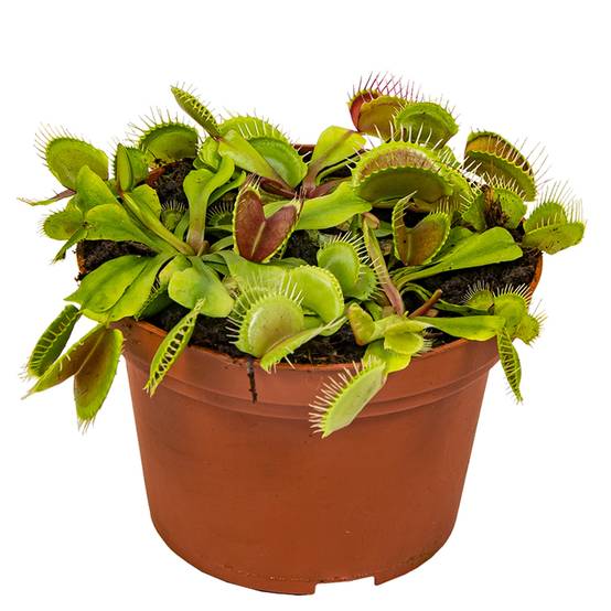 Dionaea Muscipula - Dionée Attrape-Mouche - Plante Carnivore - H. 10-15 cm - P. 12 cm - Image 1
