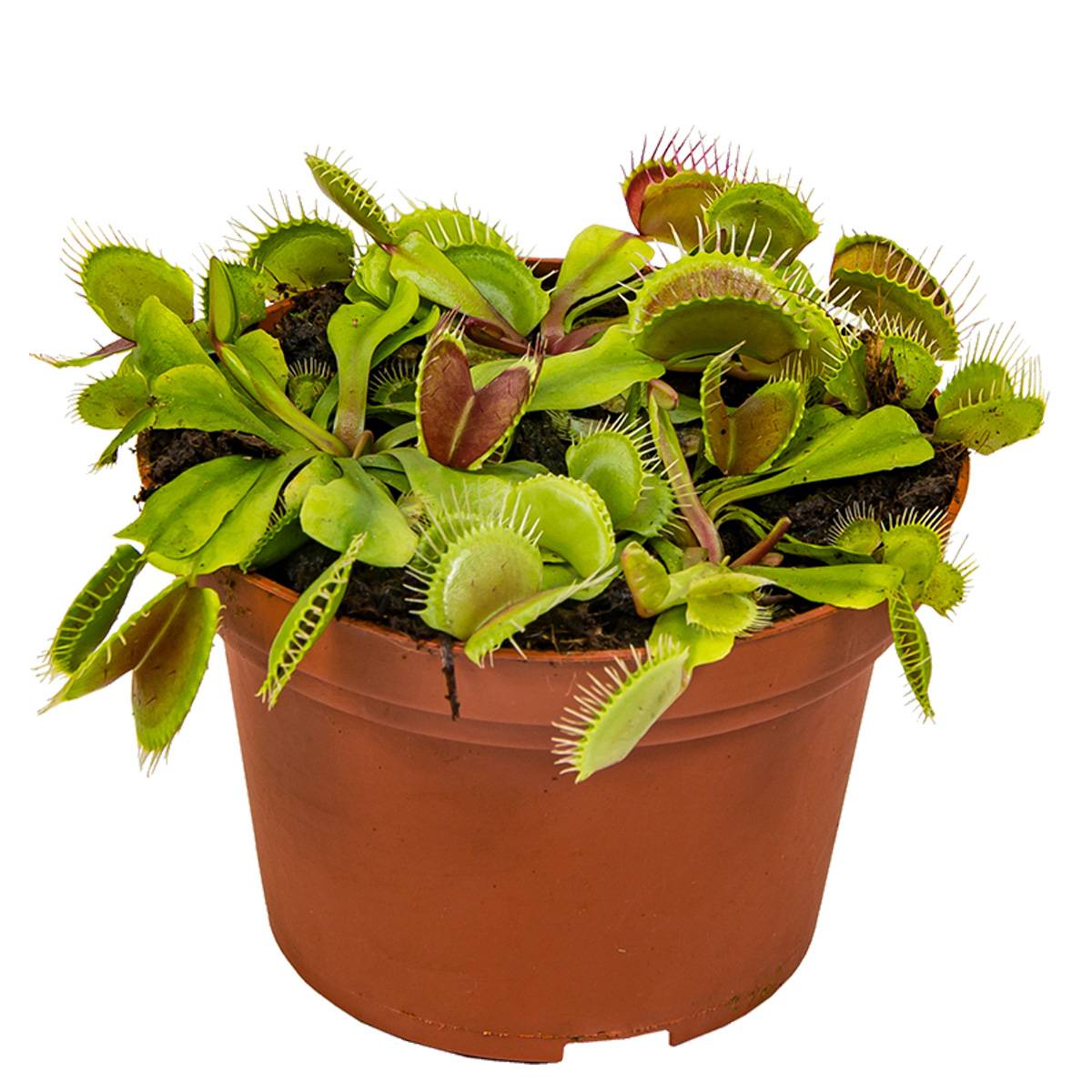 Dionaea Muscipula - Dionée Attrape-Mouche - Plante Carnivore - H. 10-15 cm - P. 12 cm - Image 1