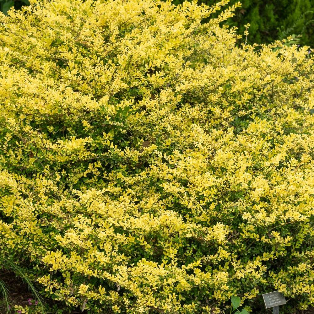Houx crénelé Luxus® Lingold 'Adorne', Ilex crenata - Pot de 4L - 20/40 cm - Image 1