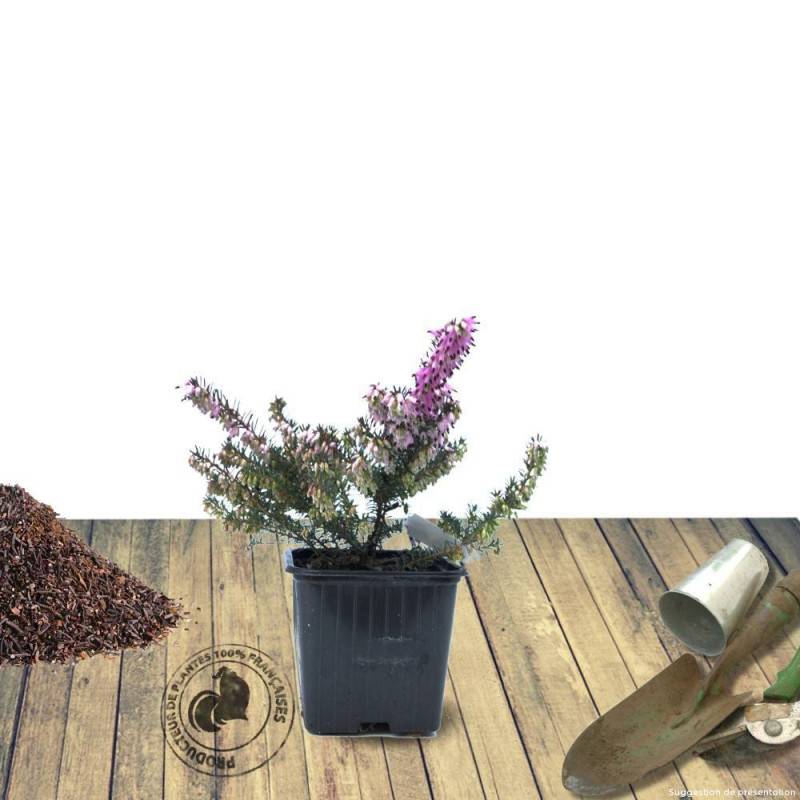 Bruyère d'été Winter Chocolate, Calluna à fleurs Rose/ - feuillage Persistant - Godet - 5/20 cm - Image 2