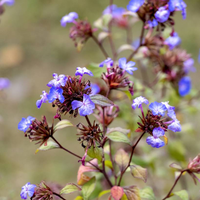 Ceratostigma willmottianum - Dentelaire Pot de 2L/3L