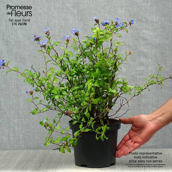 Ceratostigma willmottianum - Dentelaire Pot de 2L/3L - Image 2