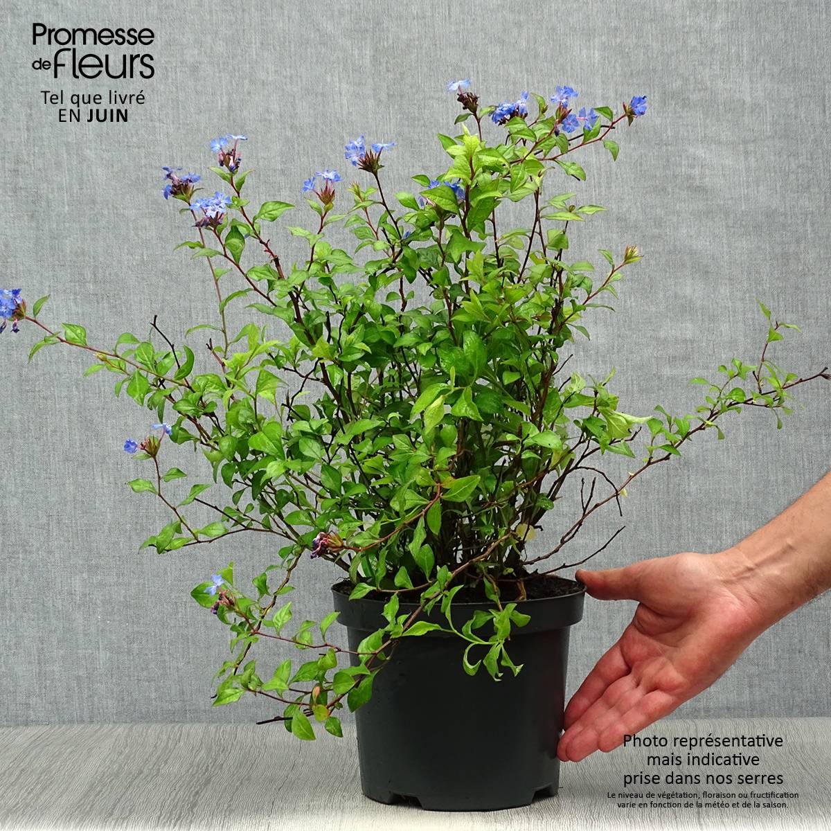 Ceratostigma willmottianum - Dentelaire Pot de 2L/3L - Image 2