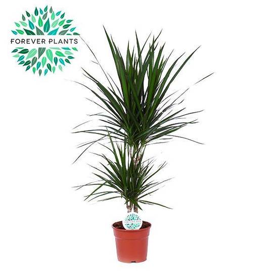 Dracaena Marginata - D17 H75cm