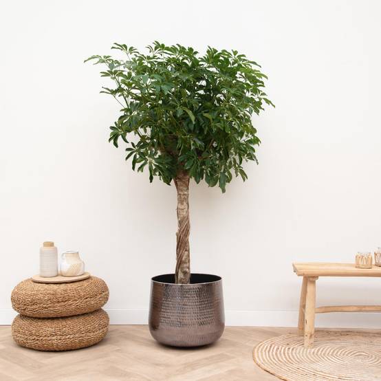 Schefflera Sur Tige - D30 H170cm - Image 2