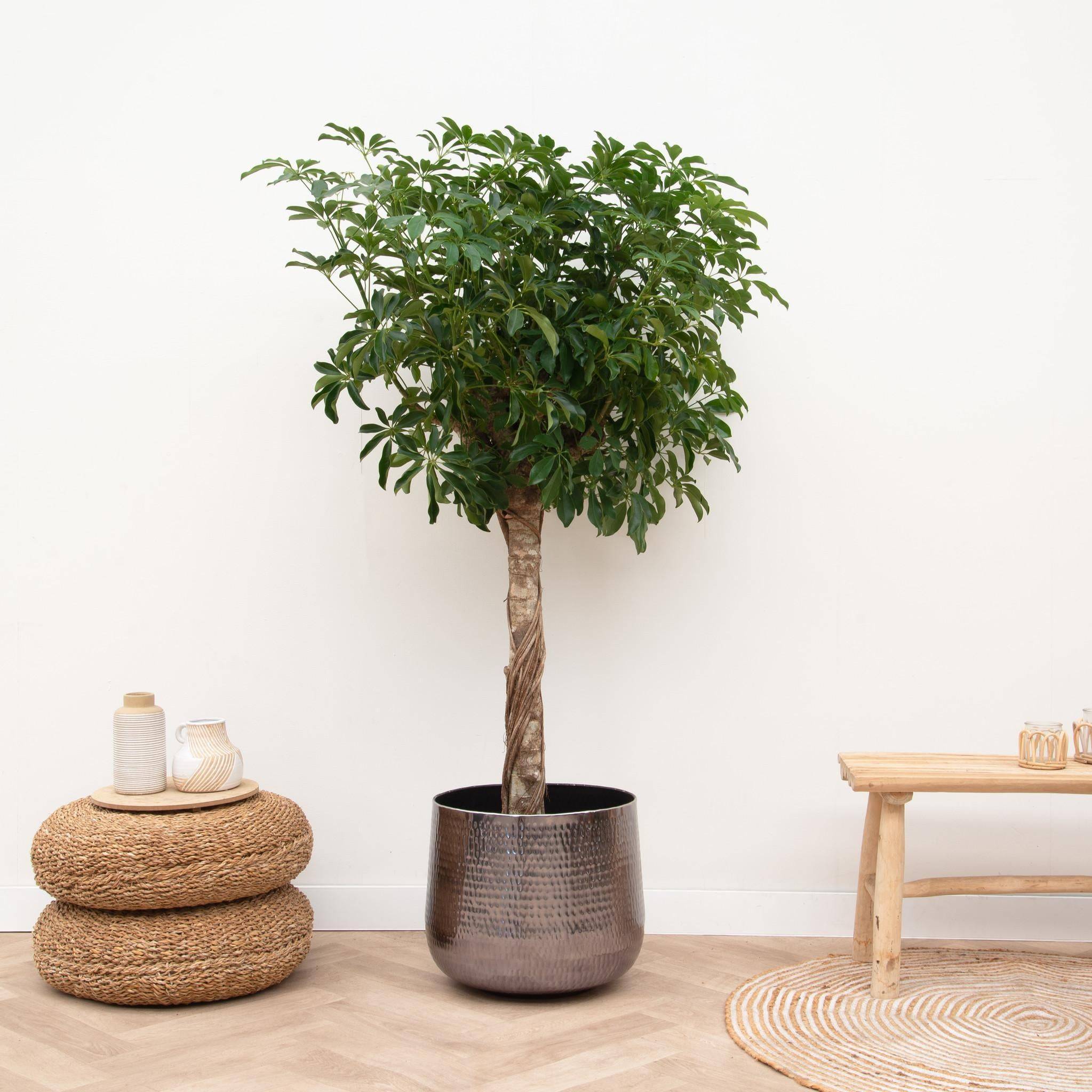 Schefflera Sur Tige - D30 H170cm - Image 2