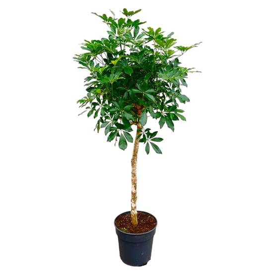 Schefflera Sur Tige - D30 H170cm - Image 1