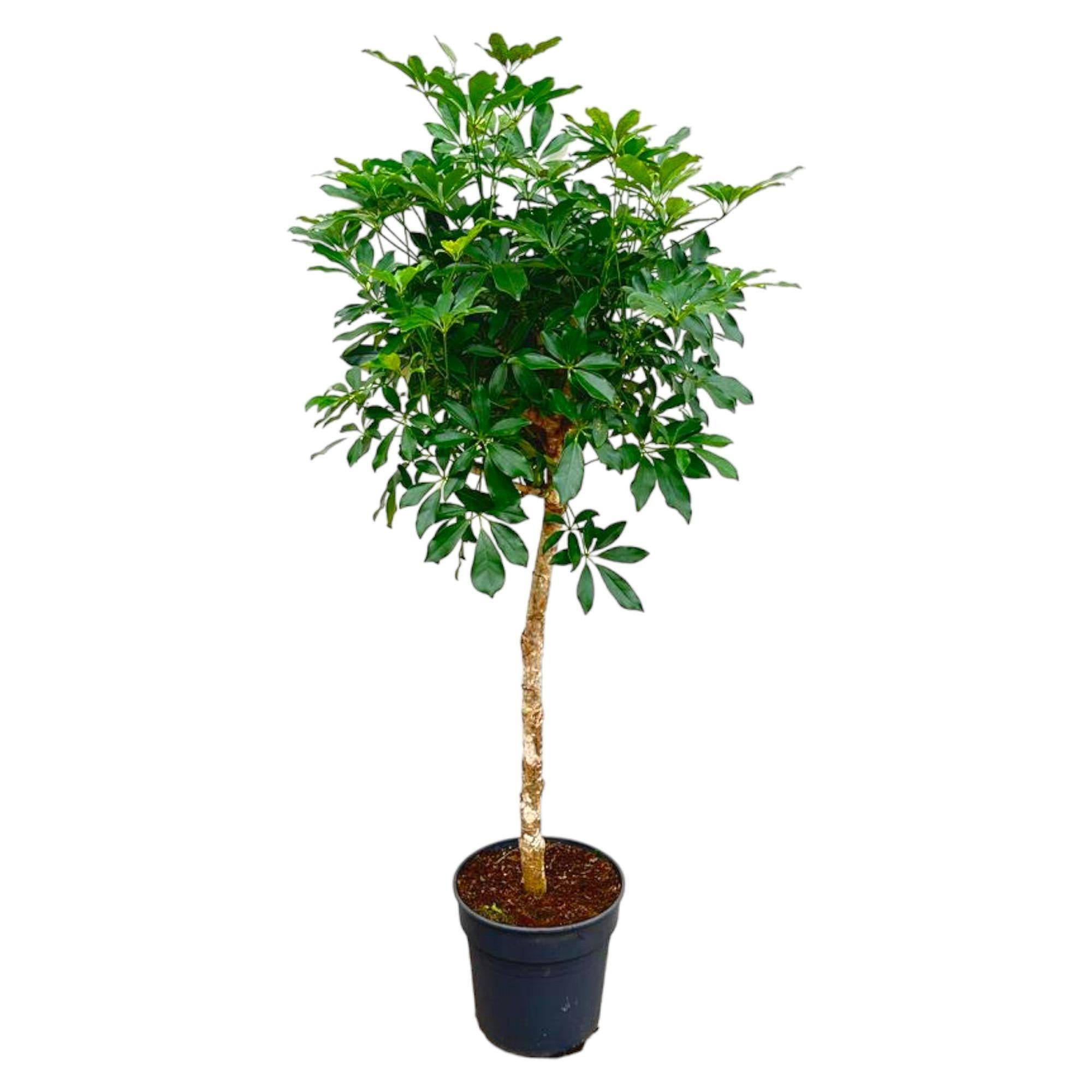 Schefflera Sur Tige - D30 H170cm - Image 1