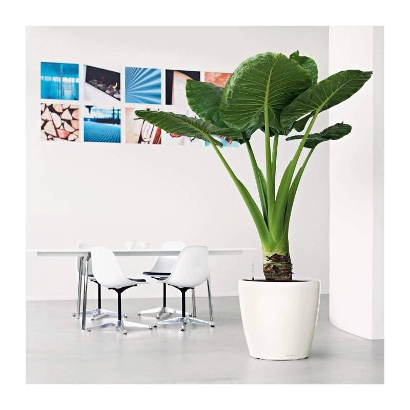 Lechuza - Pot De Fleur Lechuza Classico Premium Ls 50 - Kit Complet, Rouge Scarlet Brillant - Image 4