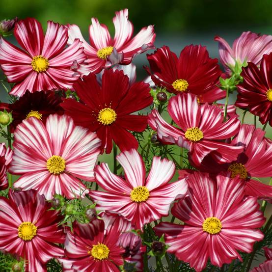 Graines de Cosmos Velouette - Cosmos bipinnatus le sachet de 50 graines environ (0,5g)