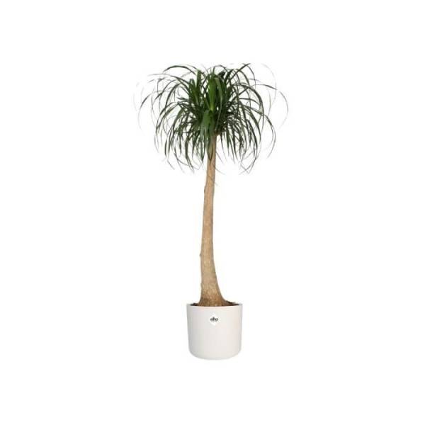 Elho - Elho B.for Soft Pot De Fleurs Rond 35 - Blanc - ø 35 X H 32 Cm - Intérieur - 100% Recyclé - Image 3