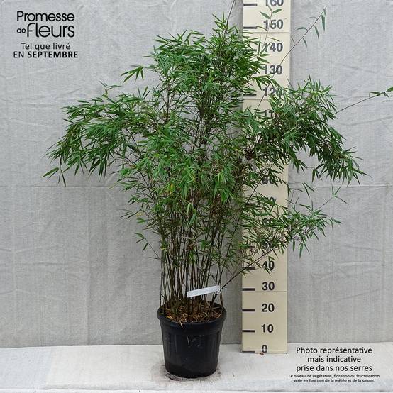 Promesse de Fleurs - Fargesia Taibashan 2 - Bambou non traçant Pot de 12L/15L - Image 2