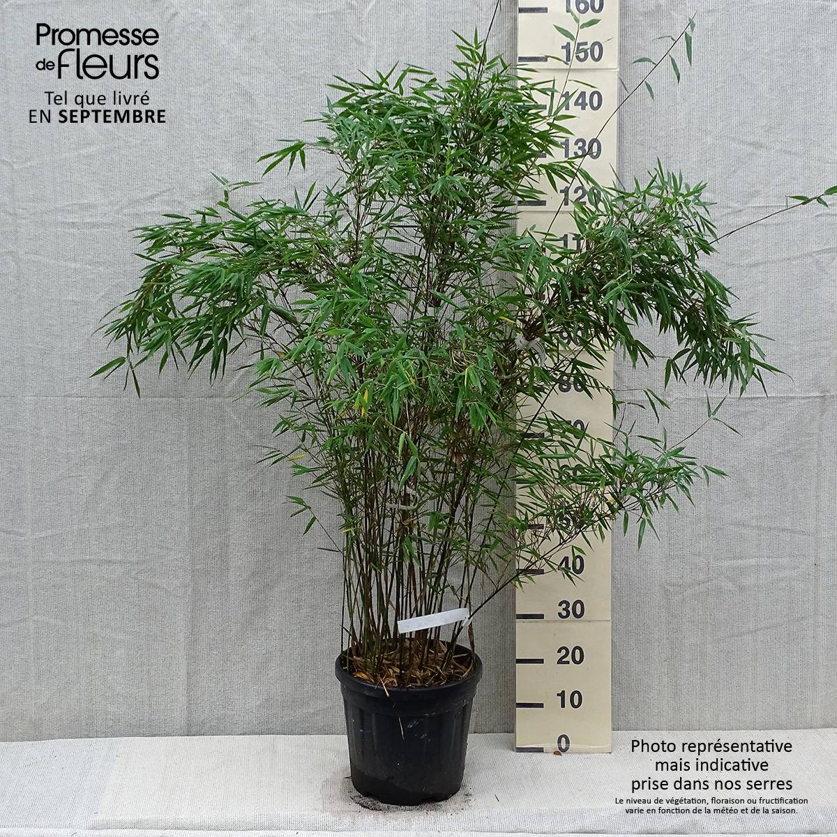 Promesse de Fleurs - Fargesia Taibashan 2 - Bambou non traçant Pot de 12L/15L - Image 2