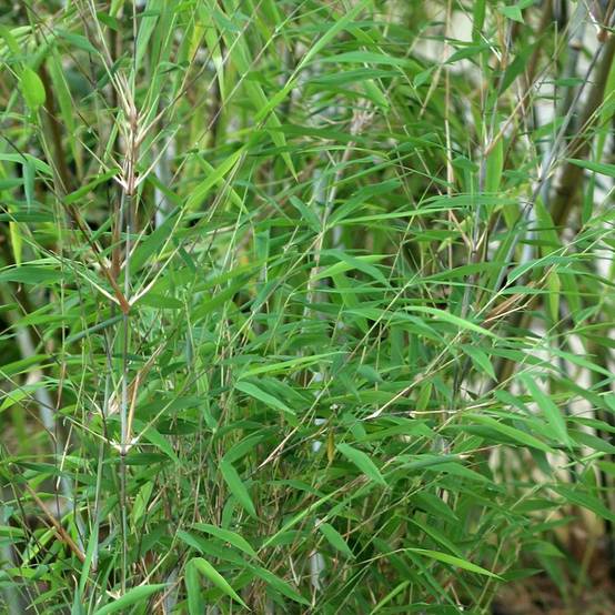 Promesse de Fleurs - Fargesia Taibashan 2 - Bambou non traçant Pot de 12L/15L - Image 1
