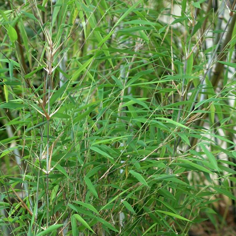 Promesse de Fleurs - Fargesia Taibashan 2 - Bambou non traçant Pot de 12L/15L - Image 1