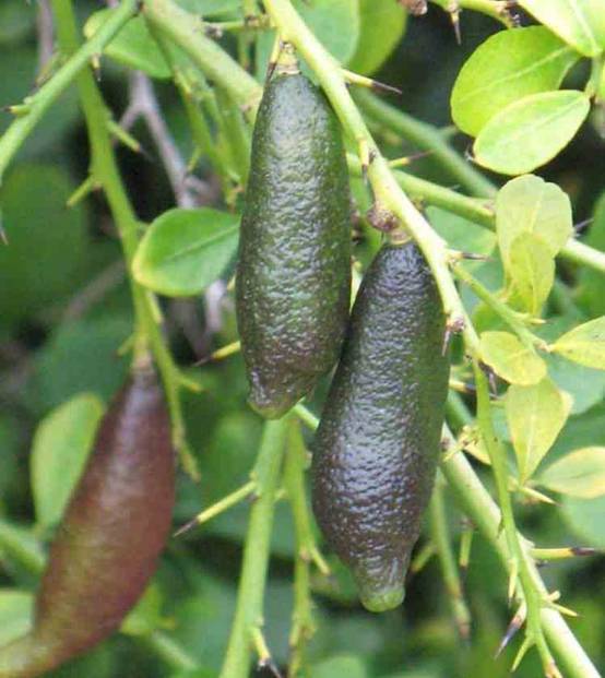 0 - Microcitrus australasica pulpe jaune (Caviar de citron) Pot de 9 litres -140/160 cm - Image 1