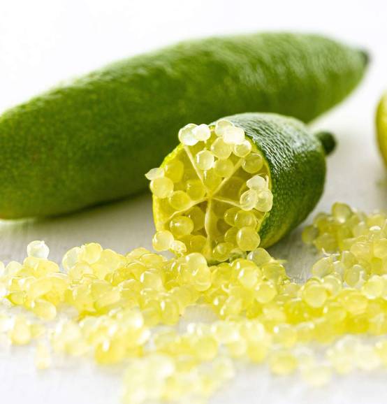 0 - Microcitrus australasica pulpe jaune (Caviar de citron) Pot de 9 litres -140/160 cm - Image 3