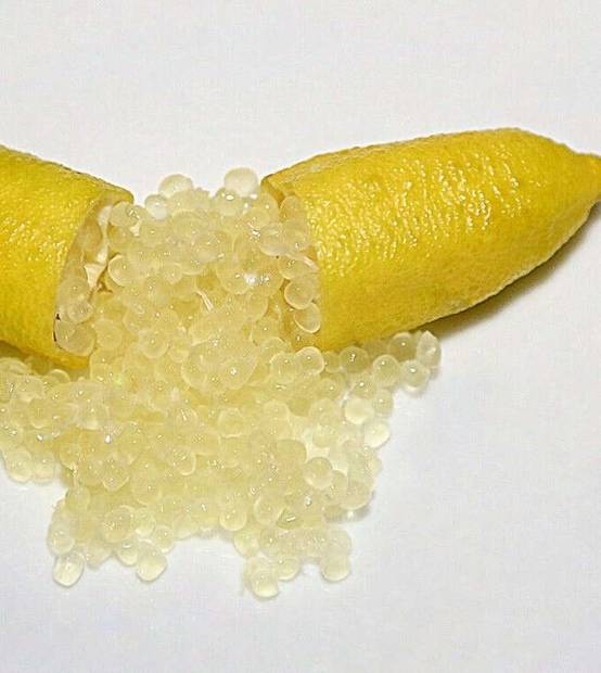 0 - Microcitrus australasica pulpe jaune (Caviar de citron) Pot de 9 litres -140/160 cm - Image 2
