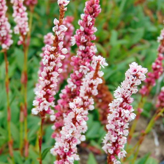 Persicaria affinis Superba - Renouée, Persicaire Superbum Godet de 8/9 cm