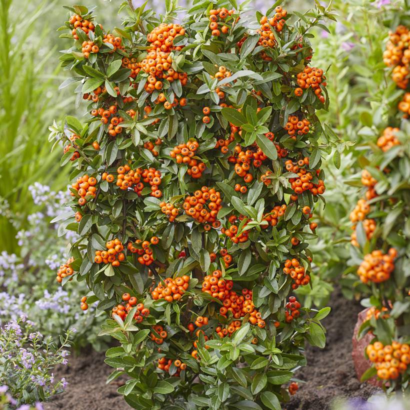 Pyracantha coccinea Orange Star - Buisson ardent Godet de 8/9 cm