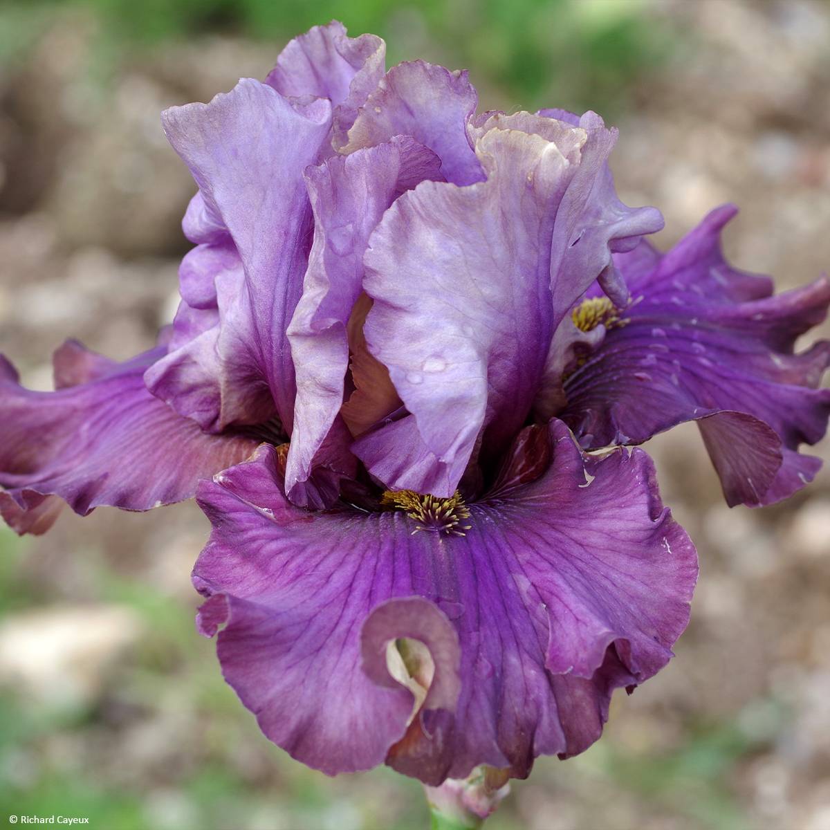 Iris germanica Belle Surprise - Grand Iris des Jardins Godet de 8/9 cm