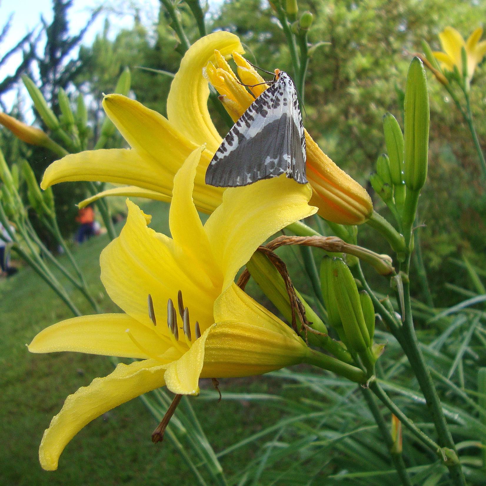 Promesse de Fleurs - Hémérocalle lilioasphodelus - Lis d'un Jour Godet de 8/9 cm