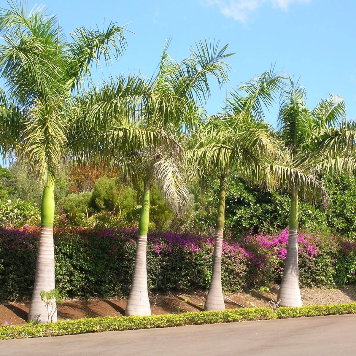 Roystonea regia - Palmier royal de Cuba Pot de 7,5L/10L - Image 1