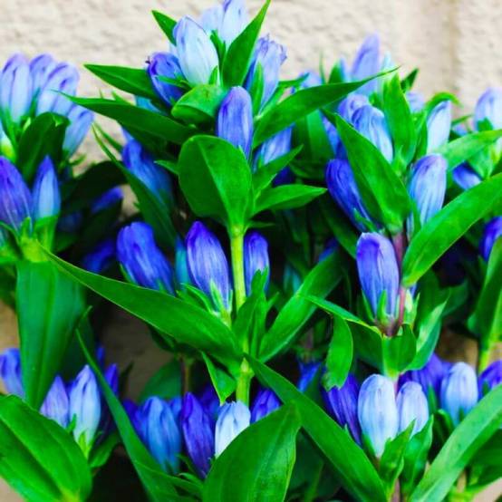 3 Gentianes Makinoi 'Blue Star' (Gentiana) - Lot de 3 vivaces - Pépinières Naudet - Image 1