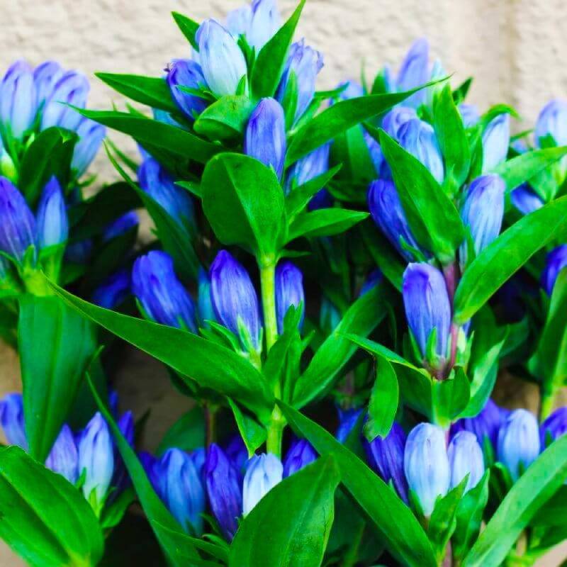 3 Gentianes Makinoi 'Blue Star' (Gentiana) - Lot de 3 vivaces - Pépinières Naudet - Image 1