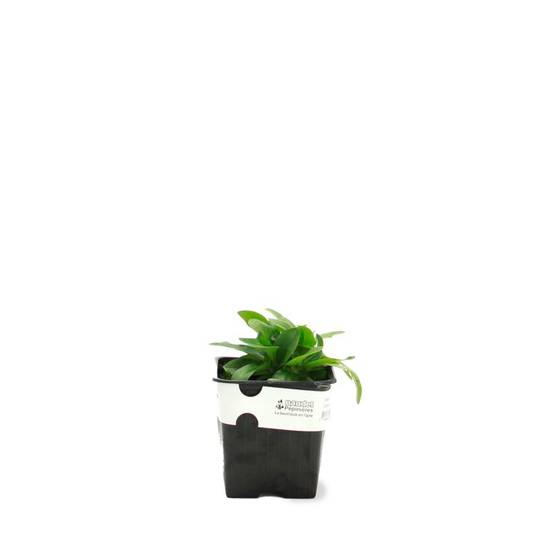 3 Gentianes Makinoi 'Blue Star' (Gentiana) - Lot de 3 vivaces - Pépinières Naudet - Image 2