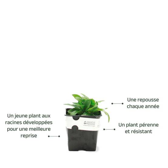 3 Gentianes Makinoi 'Blue Star' (Gentiana) - Lot de 3 vivaces - Pépinières Naudet - Image 3