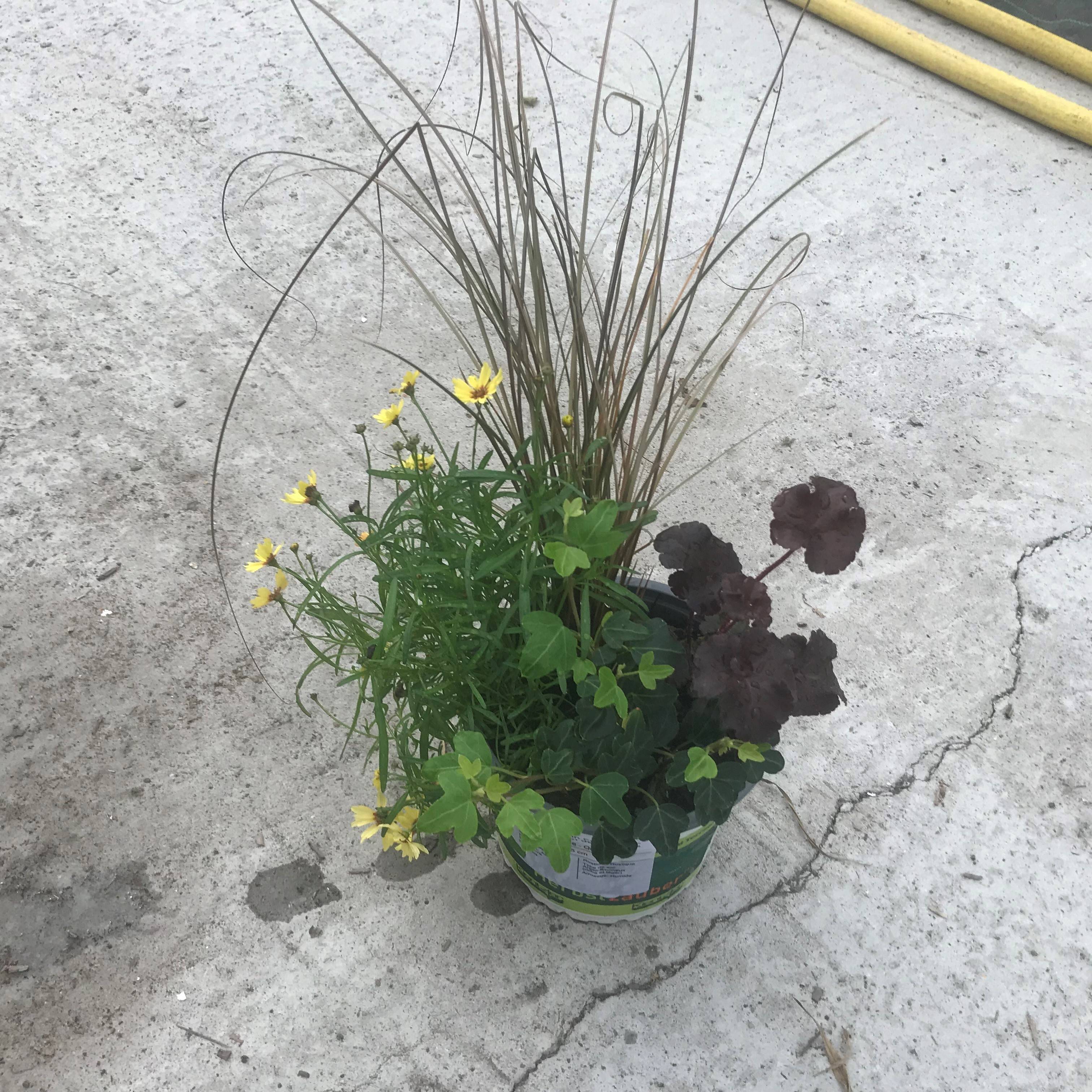 Promesse de Fleurs - Composition Full of Joy - composition de 4 plantes Pot de 12 cm / 13 cm
