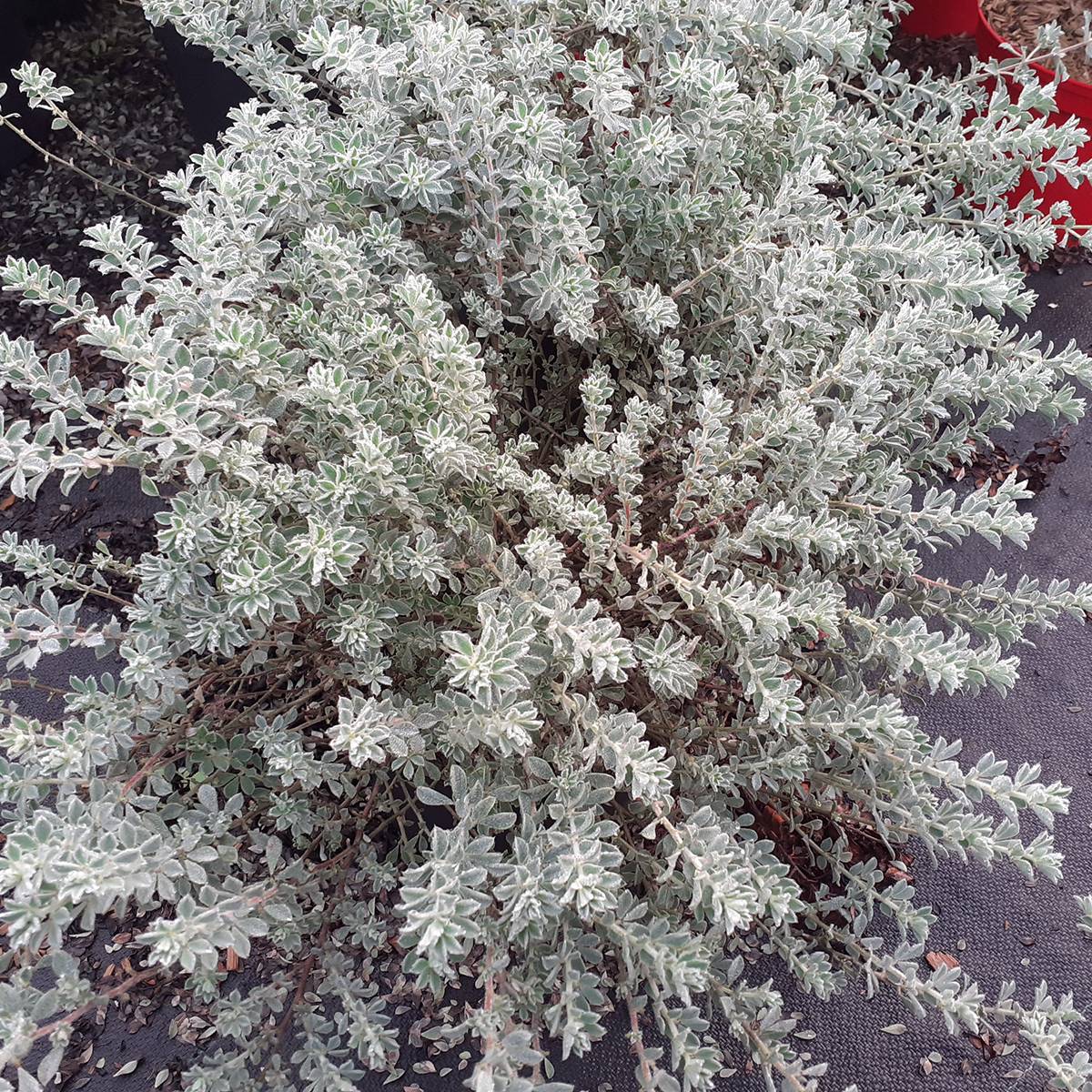 Promesse de Fleurs - Dorycnium hirsutum Frejorgues Pot de 3L/4L