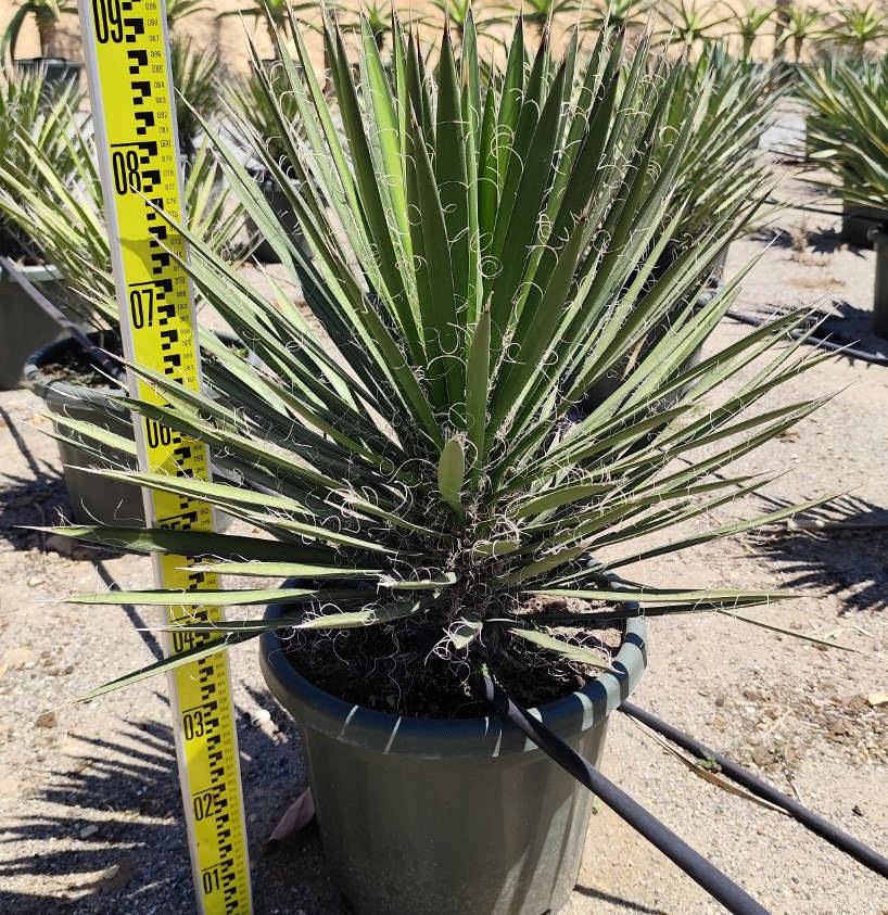 0 - Yucca filifera (Palmier de Saint Pierre) Pot de 25L - 80/100cm - Image 2