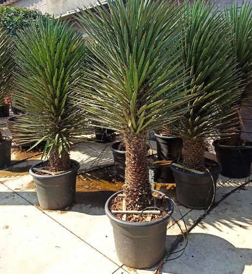 0 - Yucca filifera (Palmier de Saint Pierre) Pot de 25L - 80/100cm - Image 3