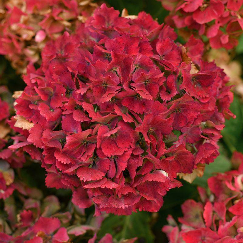 Hortensia à grandes feuilles 'Red Baron' (Hydrangea macrophylla 'Red Baron') - Godet 9cm - Pépinières Naudet - Image 2