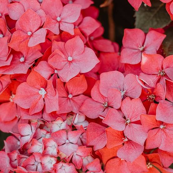 Hortensia à grandes feuilles 'Red Baron' (Hydrangea macrophylla 'Red Baron') - Godet 9cm - Pépinières Naudet - Image 1