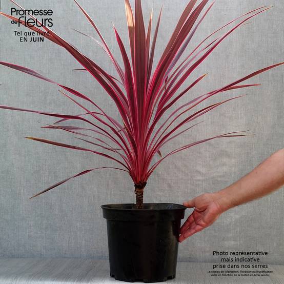 Cordyline australis Cherry Sensation Pot de 6L/7L - Image 2