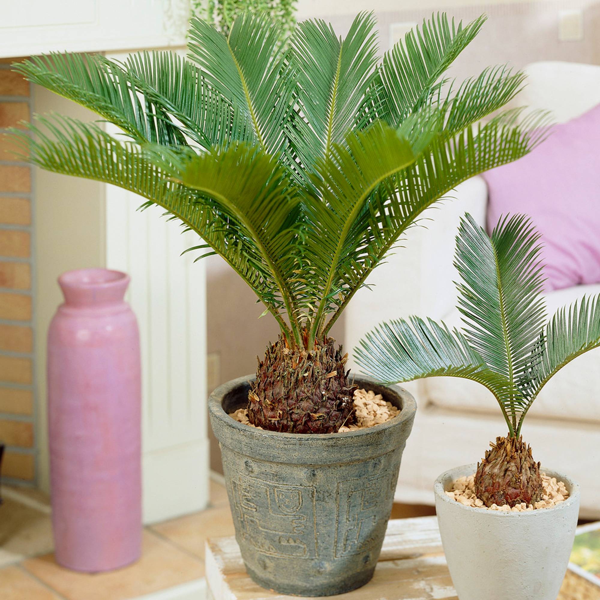 Gardenersdream - Cycas Revoluta | Sagoutier D'Intérieur De 30 À 40 Cm | Plante D'Intérieur À Vendre - GardenersDream