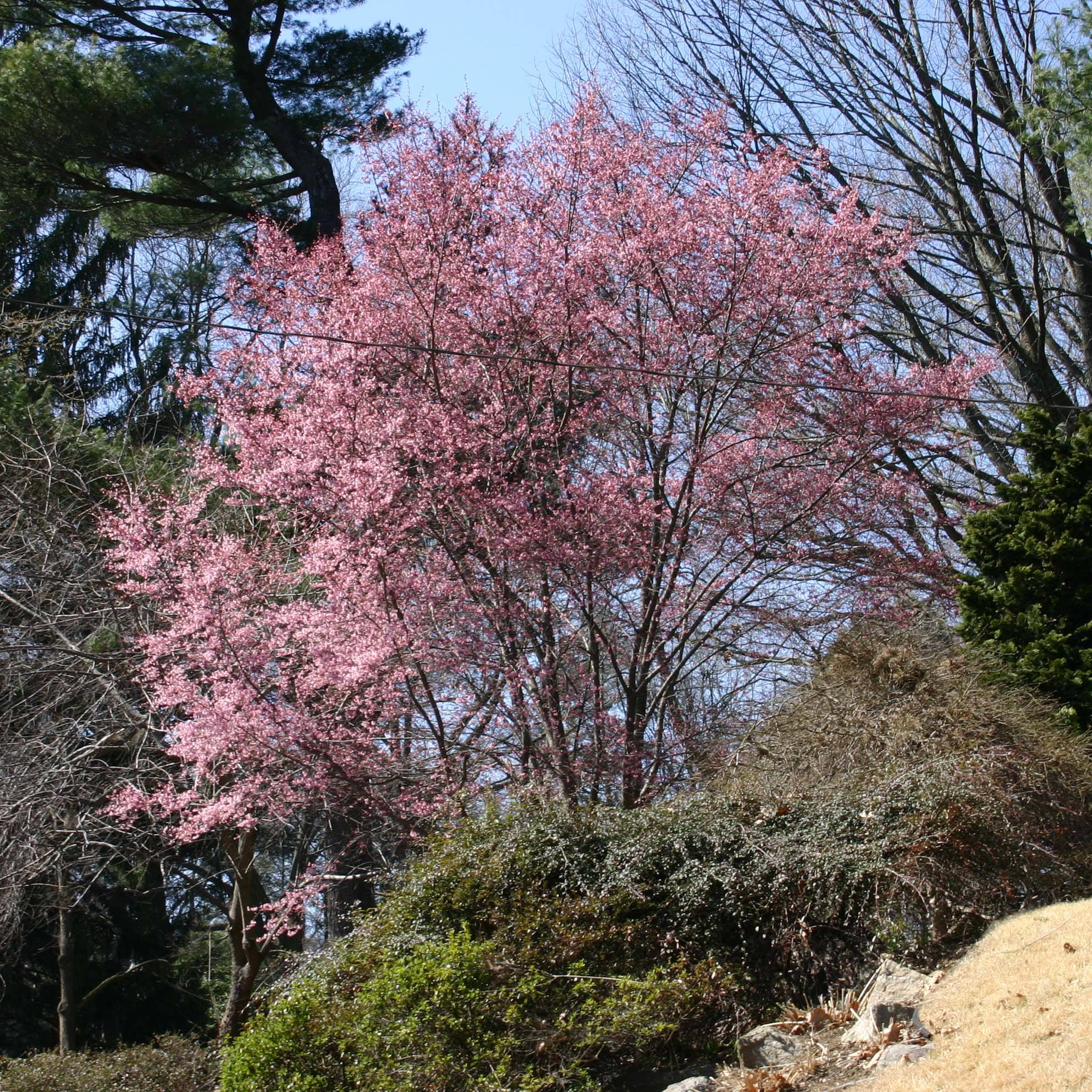 Prunus Okame - Cerisier à fleurs Pot de 4L/5L - Image 1