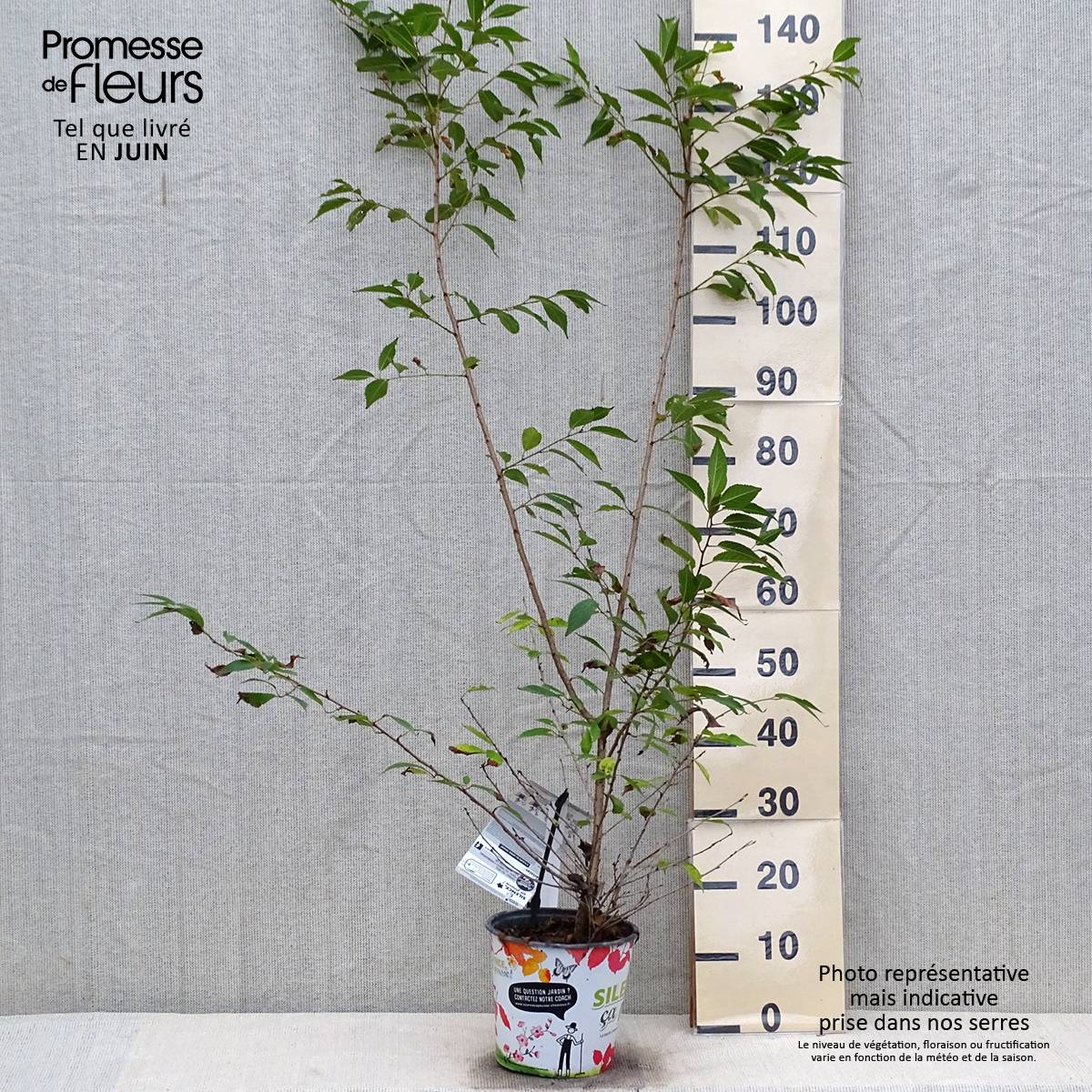 Prunus Okame - Cerisier à fleurs Pot de 4L/5L - Image 2