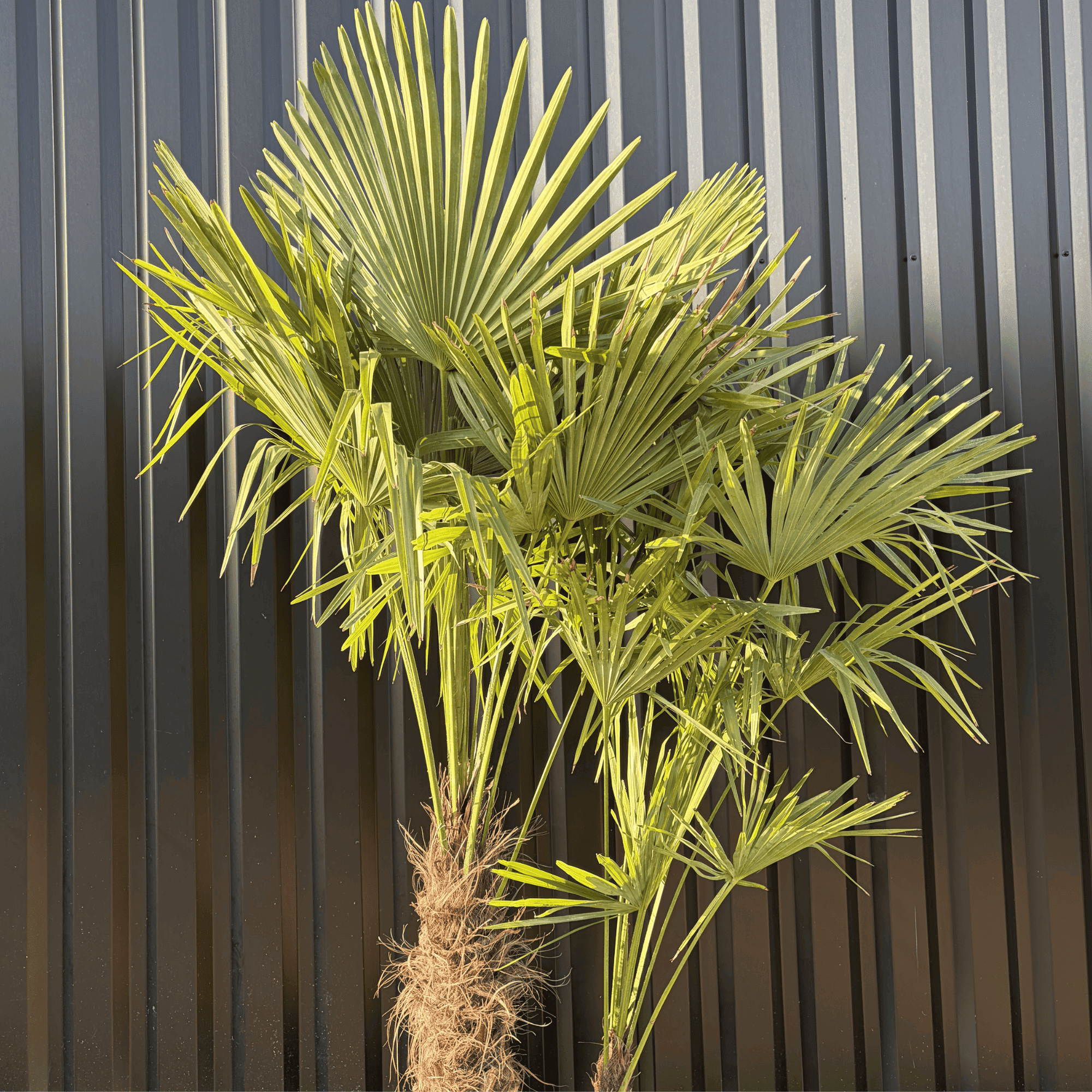 Palmier Trachycarpus Fortunei Multi Troncs, H.180 cm - Image 2