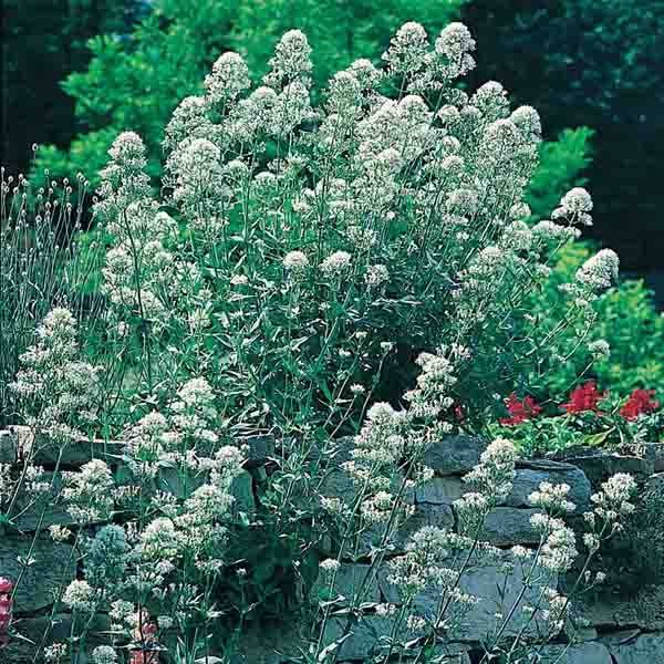 Valériane blanche, Centranthus ruber albus Pot de 2L/3L