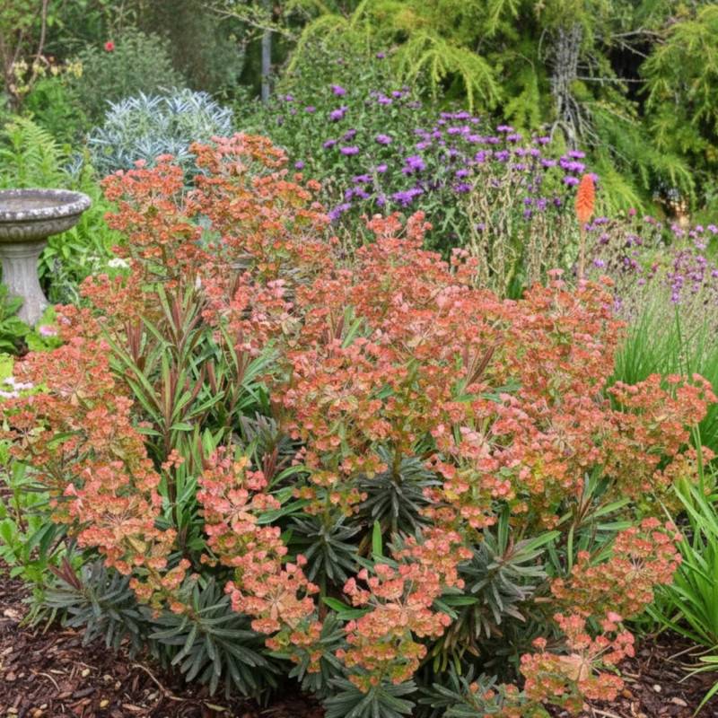 Euphorbe des garrigues Galaxy Glow® à fleurs Orange/ - feuillage Persistant - Godet