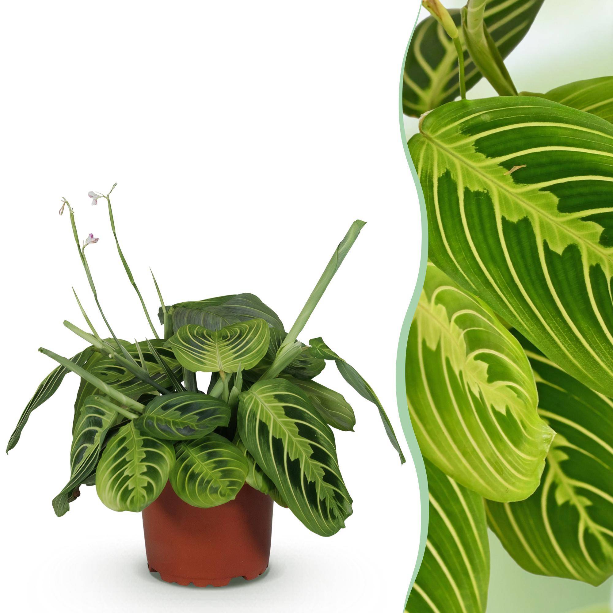 Maranta Fascinator Lemon Lime - Pet-friendly - Plante de prière - Pot de 12cm - Hauteur 25-35cm - 1 plante - Sans cache-pot - Plantes d'intérieur - Image 1